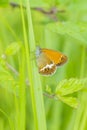 Side view closeup of a Pearly heath butterfly, Coenonympha arcania, resting in grass Royalty Free Stock Photo