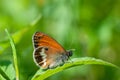 Lovely orange butterfly resting on a green leaf, Coenonympha arcania Royalty Free Stock Photo