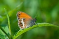 Lovely orange butterfly resting on a green leaf, Coenonympha arcania Royalty Free Stock Photo