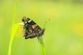 Side view closeup of a Red Admiral butterfly, Vanessa atalanta, resting in a meadow Royalty Free Stock Photo