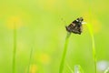 Side view closeup of a Red Admiral butterfly, Vanessa atalanta, resting in a meadow Royalty Free Stock Photo