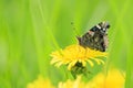 Side view closeup of a Red Admiral butterfly, Vanessa atalanta, resting in a meadow Royalty Free Stock Photo