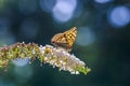 Side view closeup of a Silver-washed fritillary butterfly Argynnis paphia Royalty Free Stock Photo