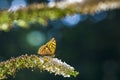 Side view closeup of a Silver-washed fritillary butterfly Argynnis paphia Royalty Free Stock Photo