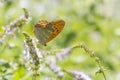 Silver-washed fritillary butterfly Argynnis paphia closeup Royalty Free Stock Photo