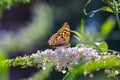 Side view closeup of a Silver-washed fritillary butterfly Argynnis paphia Royalty Free Stock Photo