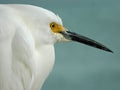 Side-view closeup of Snowy Egret Royalty Free Stock Photo