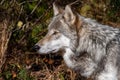 A side view closeup of a timber wolfs head