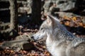 A closeup side view of a young female arctic wolf looking off into the distance