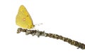 Side view of a Clouded Sulphur on a branch, Colias philodice Royalty Free Stock Photo