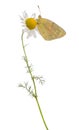 Side view of a Clouded Sulphur landed on a daisy Royalty Free Stock Photo