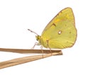 Side view of a Clouded Sulphur landed on a thin branch