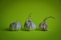 Side view of cloves of garlic Royalty Free Stock Photo