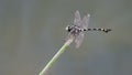Side view of clubtail dragonfly