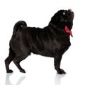 Side view of clumsy black pug looking upwards Royalty Free Stock Photo