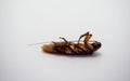 Side view. Cockroach (Blattodea) dead center, white background,