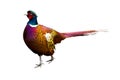 Side view of a colorful common pheasant isolated on wh