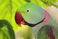 Alexandrine Parrot Profile