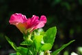 Side View of a Colorful Hibiscus