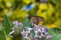 Extreme close-up of a vivid monarch butterfly feeding on a giant milkweed tree blossom.