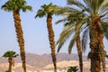 Side view of colorful mountains of Eilat though palm trees Royalty Free Stock Photo