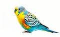 Side view of a colorful parakeet with a detailed feather pattern and a curious gaze. Royalty Free Stock Photo