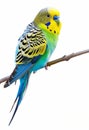 Side view of a colorful parakeet with a detailed feather pattern and a curious gaze. Royalty Free Stock Photo