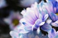 Side view of colorful Pericallis hybrida cineraria flower Royalty Free Stock Photo