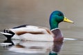 side view colorful swimming male mallard duck (anas platyrhynchos