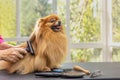 Side view of combed smiling Pomeranian dog