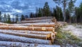 Side view of commercial timber, pine tree logs after clear cut of forest in Northern Sweden. Little snow cover trunks, cloudy Royalty Free Stock Photo