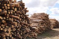 Side view of commercial timber, pine tree logs after clear cut of forest. uncontrolled deforestation. selective focus Royalty Free Stock Photo