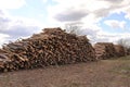 Side view of commercial timber, pine tree logs after clear cut of forest. uncontrolled deforestation. selective focus Royalty Free Stock Photo