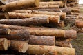 Side view of commercial timber, pine tree logs after clear cut of forest. uncontrolled deforestation. selective focus Royalty Free Stock Photo