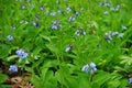 Side view of Common Bluebell flowers up close over green vegetation background.