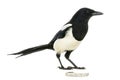 Side view of a Common Magpie with a jewellery, Pica pica