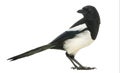 Side view of a Common Magpie looking backwards, Pica pica Royalty Free Stock Photo