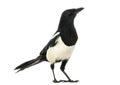 Side view of a Common Magpie looking up, Pica pica, isolated