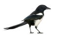 Side view of a Common Magpie, Pica pica, isolated Royalty Free Stock Photo