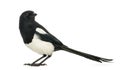 Side view of a Common Magpie, Pica pica, isolated Royalty Free Stock Photo