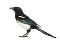 Side view of a Common Magpie, Pica pica, isolated