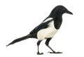 Side view of a Common Magpie, Pica pica, isolated Royalty Free Stock Photo