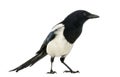 Side view of a Common Magpie, Pica pica, isolated Royalty Free Stock Photo