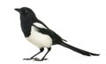 Side view of a Common Magpie, Pica pica, isolated