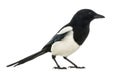 Side view of a Common Magpie, Pica pica, isolated Royalty Free Stock Photo