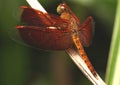 Side View of Common Parasol (Neurothemis Fluctuans) on The Leaves