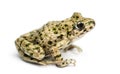 Side view of a Common parsley frog, Pelodytes punctatus Royalty Free Stock Photo