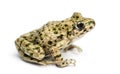 Side view of a Common parsley frog, Pelodytes punctatus