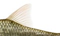 Side view of a Common roach' dorsal fin, Rutilus rutilus