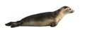 Side view of a Common seal lying, Phoca vitulina, 8 months old Royalty Free Stock Photo